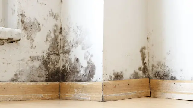 Inspector wearing a mask and gloves examining a mold-stained wall